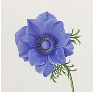 Carolyn Patterson Fine Art