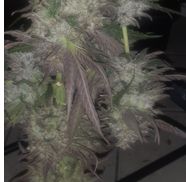 Hartman Organic Grow  Llc