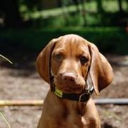 Ridgefield Pet