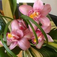 Shananne Cain Florist Inc, Umatilla FL