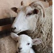 Abernethy Spring Fiber Sale