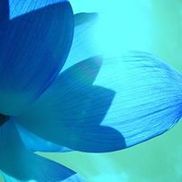 Diamond Earth Dental 