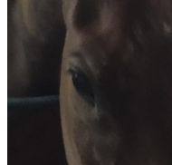 Hearthstone Stables