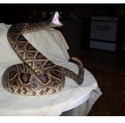 Imahges of Nature Taxidermy
