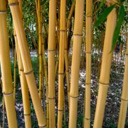 Bamboo Gardens of Louisiana