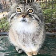 Project Survival's Cat Haven