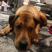 Pet Helpers Adoption Center and Spay/Neuter Clinic