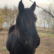 Equine Synergy