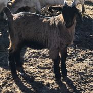 Ohio Meat Goat Company