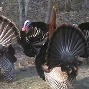 Robbins Outdoors