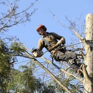 New Fairfield Tree Service