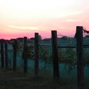 Silver Creek Vineyards & Nursery