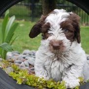 Blue Ridge Beef About Cats and Dogs Hudson Ohio