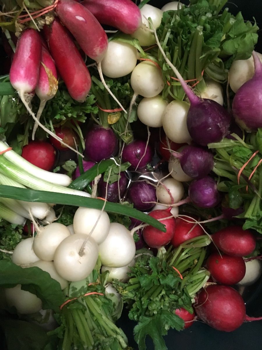 Horseshoe Country Kennel Inc Mount Juliet, TN Alignable