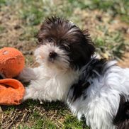 Havanese Harbor