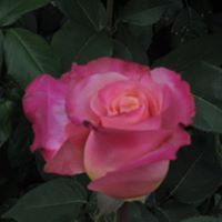 Pretty Petals, Portland OR