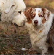 Absolutely Pawsitive Canine Behavior and Training Services