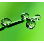 Living Well Go Green