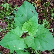 Linda Sebring, Wellness Educator