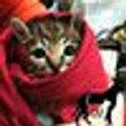 Companion Animal Foundation, Arcata CA