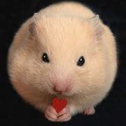 Petraits Pet Photography