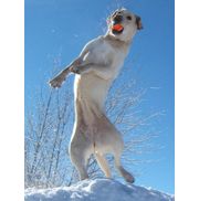 Dogs Play 'n' Train, LLC