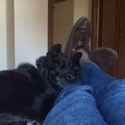 Sleeping Dog Wines