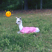 Rockin' Alpaca Suri Ranch