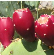 A &J Family Farms LLC