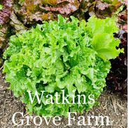 Watkins Grove Farm