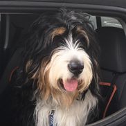Bouncing Bernedoodles