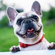 Access Johnson Co Public Transit / Gateway Services, Inc. 