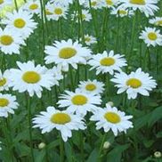 Thayer Nursery