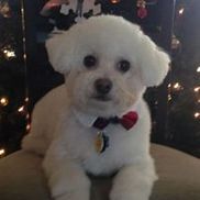 Fun 4 Small Pups, LLC, Hoffman Estates IL