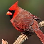 The Basic Birder Wild Bird Supply