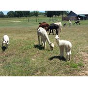 Hummers Homestead Alpacas