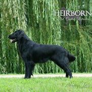 Heirborn Flat Coated Retrievers Saint Joseph Area Alignable