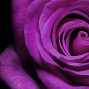 Purple Rose Florist