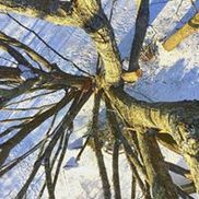 Vermont Tree Company, LLC