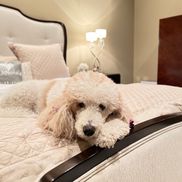 Dwell to Sell Staging, Home Restyling and Redesign