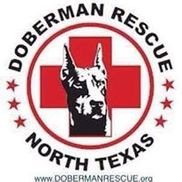 Doberman Rescue of North Texas