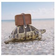 Arroyal Travel