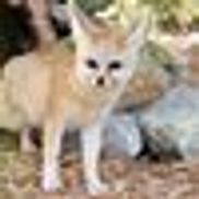 NC Zoo Society