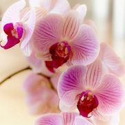 silksNmore floral design