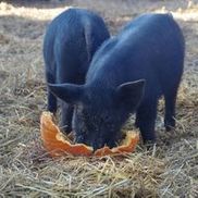 Pumpkins For Pigs