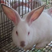 Rabbits4u