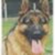 Haus Brezel German Shepherds Sarasota Fl Alignable