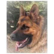 Transilvania German Shepherd Dogs