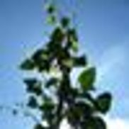Beanstalk CFO Group