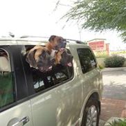 Show 'EM The Way Training and Pet Services LLC